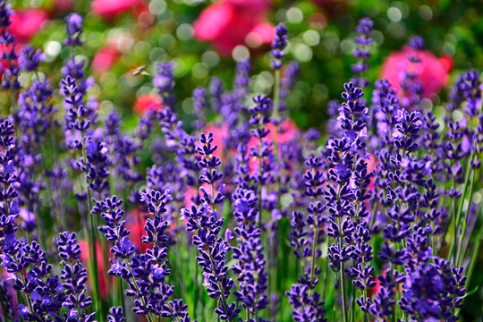 lawenda na tle r&oacute;żowych r&oacute;ż, lawenda wąskolistna - lavender, (lavandula angustifolia, Rosa), r&oacute;żowe r&oacute;że i fioletowa lawenda, pink garden roses, flowerbed, ogr&oacute;d kwiatowy