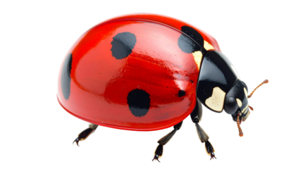 Cute ladybug shape with red oval with black spots