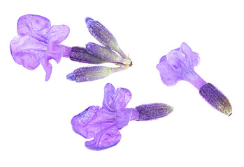 Flowers of lavender isolated on a white background, macro. Fresh lavender. Scattered purple flowers.