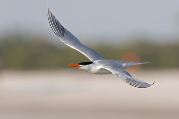 A Caspian tern (Hydroprogne caspia) in flight.