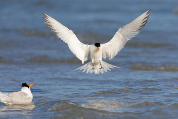 A Caspian tern (Hydroprogne caspia) landing in water.