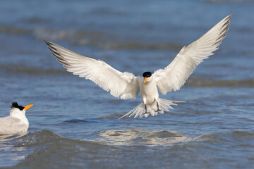 A Caspian tern (Hydroprogne caspia) landing in water.