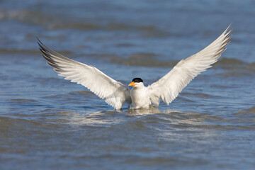 A Caspian tern (Hydroprogne caspia) landing in water.