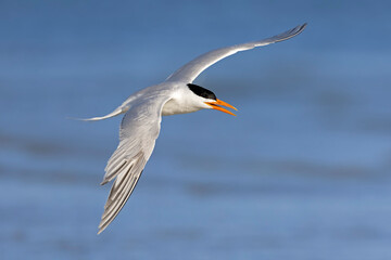 A Caspian tern (Hydroprogne caspia) in flight.