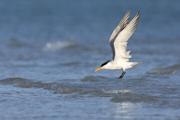 A Caspian tern (Hydroprogne caspia) take flight from the sea.