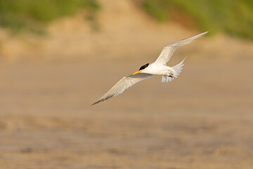 A Caspian tern (Hydroprogne caspia) in flight.
