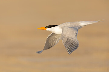 A Caspian tern (Hydroprogne caspia) in flight.