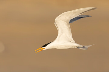 A Caspian tern (Hydroprogne caspia) in flight.