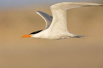 A Caspian tern (Hydroprogne caspia) in flight.