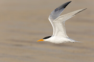 A Caspian tern (Hydroprogne caspia) in flight.