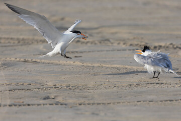 A Caspian tern (Hydroprogne caspia) doing mate feeding .