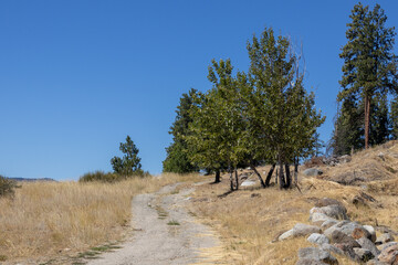 Gravel road leads up a hill with pine trees