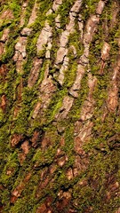 Close up of tree bark covered with green moss, natural rough wood texture in warm sunlight, vertical forest background for eco design, nature pattern and organic surface detail.