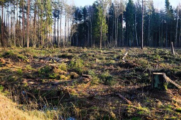 Deforested forest clearing with tree stumps, branches, and logging debris. Environmental impact concept showing deforestation, forest management, and human influence on natural woodland landscape.