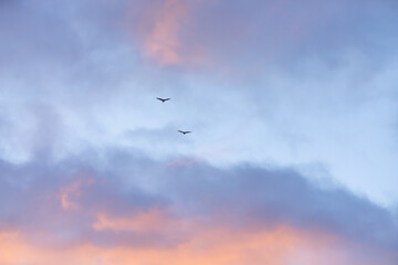 Two birds glide through a softly lit sky painted with pastel tones of purple, pink, and blue.