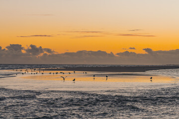 Flock of birds gather near the shoreline as golden sunrise light reflects on the wet sand and calm waves.