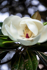 Magnolia grandiflora flower, Royal Botanic Garden, Sydney, NSW, Australia