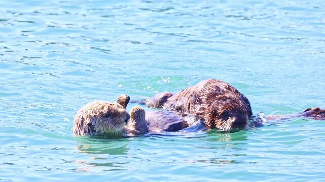 Mother sea otter grooming her small pup while floating together in the calm waters of Moss Landing
