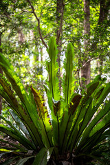 Plants in Stringybark Creek Reserve, Lane Cove, North Shore, Sydney, NSW, Australia