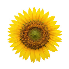 Fototapeta premium Vibrant Sunflower Isolated Black Background