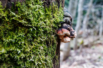 Moss and bracket fungus growing on tree trunk in forest