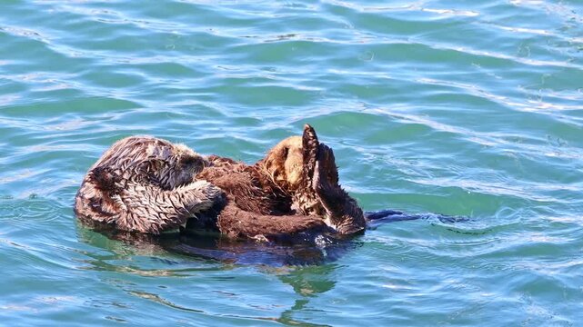 Mother sea otter grooming her small pup while floating together in the calm waters of Moss Landing