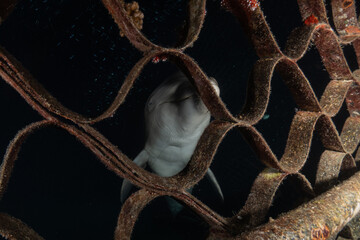Dolphin swimming in the Red Sea, Eilat Israel
