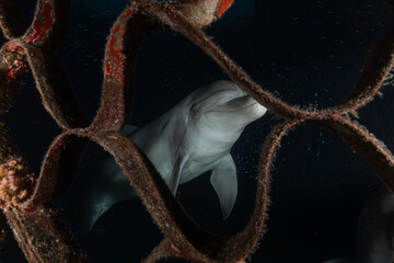 Dolphin swimming in the Red Sea, Eilat Israel
