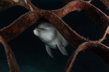 Dolphin swimming in the Red Sea, Eilat Israel
