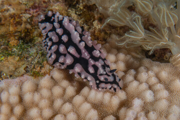 Nudibranch Sea Slug in the Red Sea, Colorful and beautiful, Eilat, Israel
