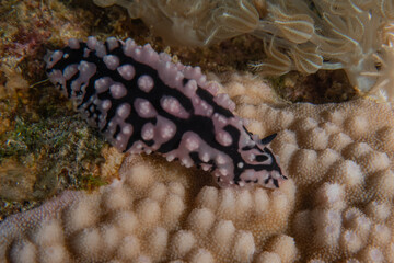 Nudibranch Sea Slug in the Red Sea, Colorful and beautiful, Eilat, Israel

