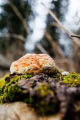 Bracket fungus growing on moss-covered fallen tree trunk in forest