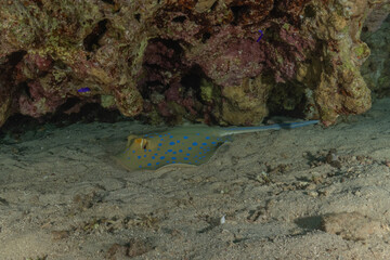 Blue-spotted stingray On the seabed in the Red Sea Eilat, Israel
