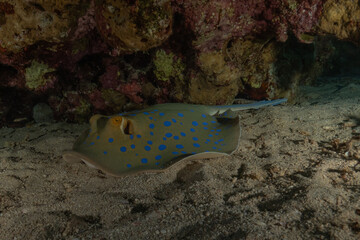 Blue-spotted stingray On the seabed in the Red Sea Eilat, Israel
