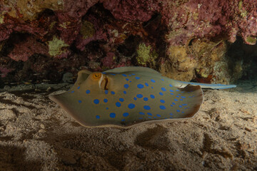 Blue-spotted stingray On the seabed in the Red Sea Eilat, Israel

