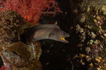 Moray eel Mooray lycodontis undulatus in the Red Sea, Eilat Israel
