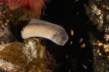Moray eel Mooray lycodontis undulatus in the Red Sea, Eilat Israel
