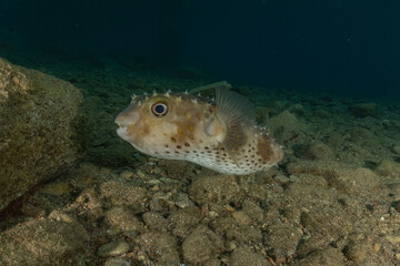 Fish swimming in the Red Sea, colorful fish, Eilat, Israel
