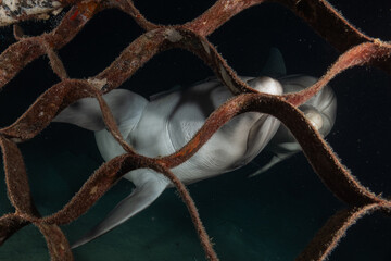 Dolphin swimming in the Red Sea, Eilat Israel
