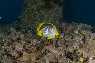 Fish swimming in the Red Sea, colorful fish, Eilat, Israel
