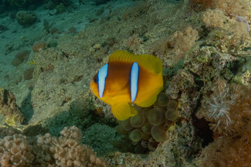 Clown-fish anemonefish in the Red Sea Colorful and beautiful, Eilat Israel
