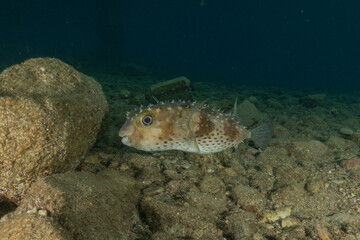 Fish swimming in the Red Sea, colorful fish, Eilat, Israel
