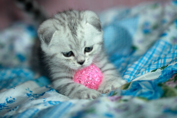 Portrait of cute domestic kitten © olena