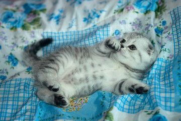 Portrait of cute domestic kitten © olena