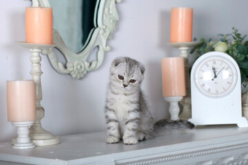 Portrait of cute domestic kitten © olena
