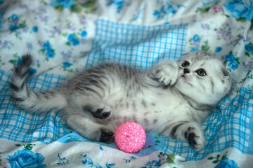 Portrait of cute domestic kitten © olena