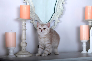 Portrait of cute domestic kitten © olena