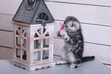 Portrait of cute domestic kitten © olena