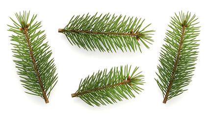Obraz premium green spruce branches with sharp needles and small brown buds isolated on a pure white background for christmas winter and nature designs