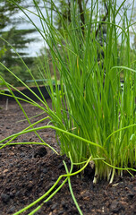 freshly planted chives growing in raised garden bed